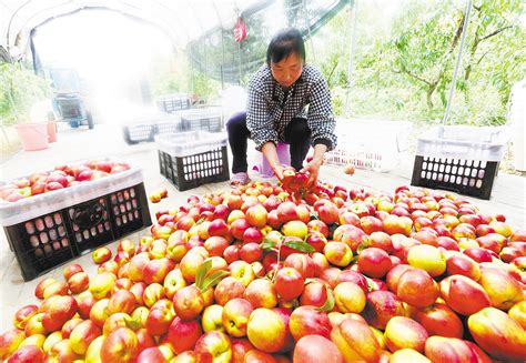 湖北规上农产品加工企业达4932家 农业产业链稳步推进 - 湖北省人民政府门户网站