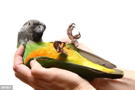 排名前10最粘人的鹦鹉 鹦鹉黏人程度还有排行榜？ | 说明书网