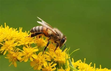 家里来蜜蜂是什么预兆，附防止蜂蛰 - 农敢网