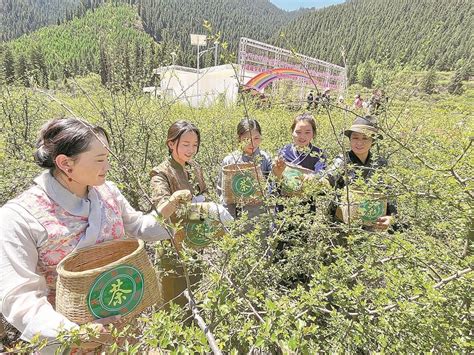 【果洛州】班玛藏雪茶铺就致富路-政务公开-青海省人民政府网