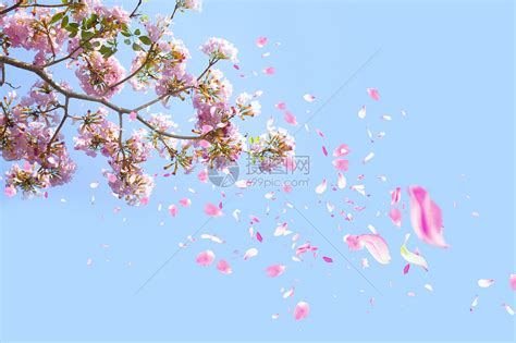 樱花散落图片