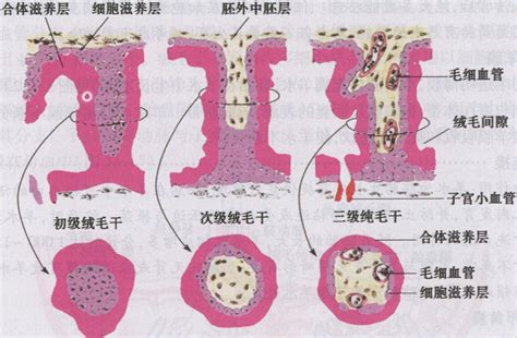 动物解剖与组织胚胎学