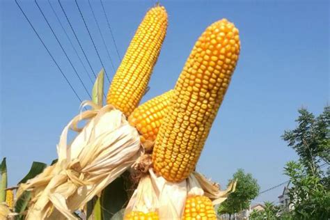 【暑期社会实践】走进玉米育种试验基地，感悟乡村振兴政策-华中农业大学植物科学技术学院