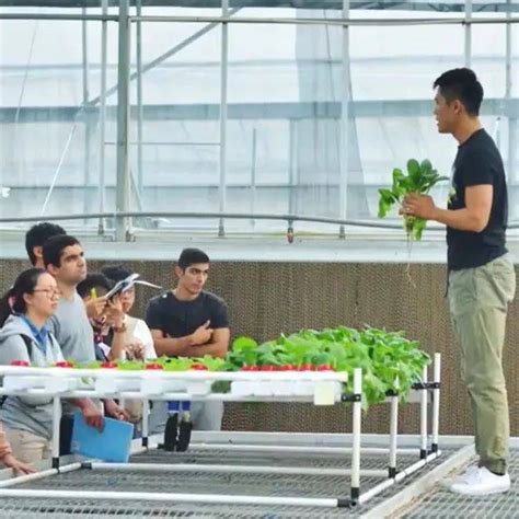 基地就在恩平市旁，这个香港年轻人在江门种菜“种”出一番事业_农业_创业_技术