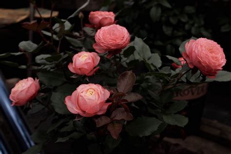 全球最受欢迎的切花玫瑰，漂亮又芳香，花期长！|切花|切花玫瑰|栽培_新浪新闻