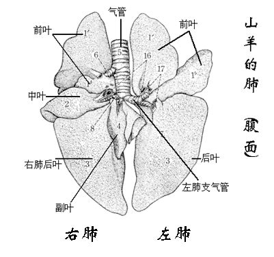 呼吸系统解剖构造 - 云端兽医知识库：技术文章