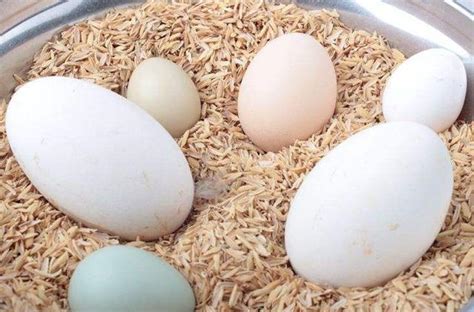 鸡蛋鹅蛋和鸭蛋哪个营养高？ - 美食日记