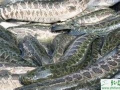 黑鱼养殖 黑鱼苗多少钱一斤 黑鱼种苗价格 淡水黑鱼苗乌鱼批发-阿里巴巴