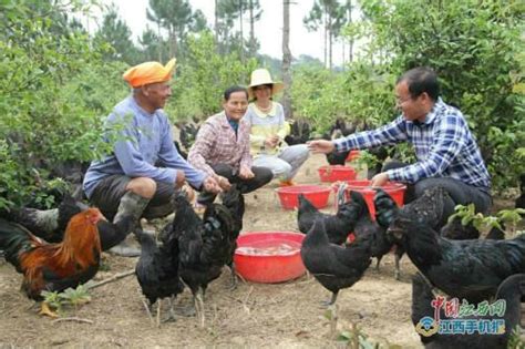 “第一书记”卖鸡忙续：“五黑鸡”销售一空 贫困户喜笑颜开_吉安新闻网