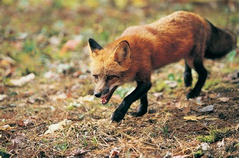 草地上的狐狸野生动物图片_蛙客网viwik.com