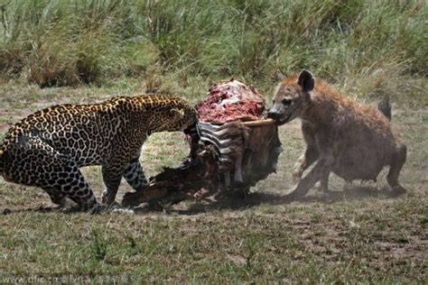 猎物争夺拉锯战：大胆鬣狗试图豹口夺食|文章|中国国家地理网