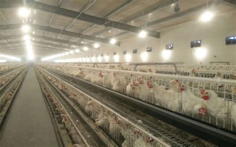 养鸡场安全生产管理制度是什么？鸡舍怎么清理和准备 - 农敢网