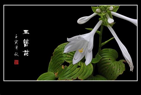 【高清图】冰清玉洁的玉簪花-中关村在线摄影论坛