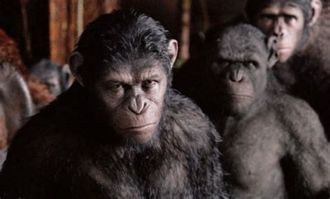 《猩球崛起3》将上映，还记得凯撒都经历过什么吗