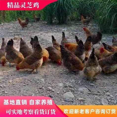 灵芝炖野山鸡摄影图__传统美食_餐饮美食_摄影图库_昵图网nipic.com