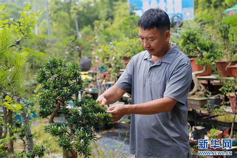 云南通海：盆景产业蓬勃发展 综合产值接近亿元 - 植保 - 园林网