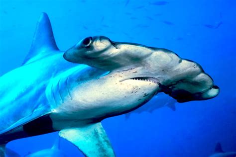 世界最大的鲨鱼排行榜，第一名体型重达21.5吨_动物之最_第一排行榜