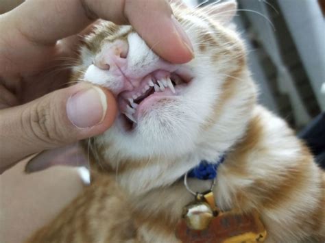猫咪的换牙期到了你还不知道吗？ | 爱宠网