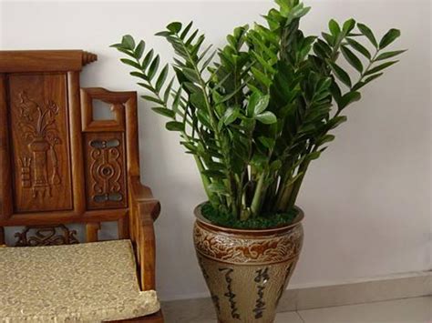 客厅最旺宅的大型植物：君子兰寓意富贵吉祥 - 生活常识 - 懂了笔记