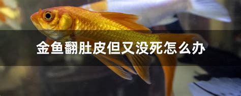 日本一月出现两次死鱼潮 为何鱼类会集体死亡？_手机新浪网
