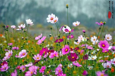 美丽的花丛图片-野外美丽的花丛素材-高清图片-摄影照片-寻图免费打包下载