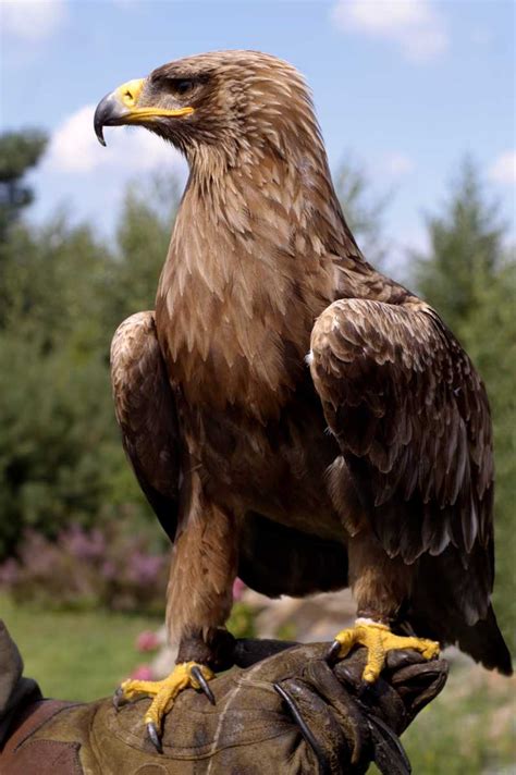 鹰的种类大全,鹰品种大片及名称,所有鹰的品种图片大全_大山谷图库