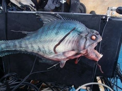 食人鱼3D.Piranha (2010)(3P)_海报疯 -- 电影海报_百度空间