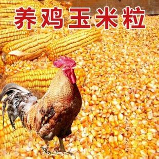 玉米粒喂鸡批发养鸡鸡用家禽饲料粮食小中大鸡养殖鸽子宠物独立站-阿里巴巴