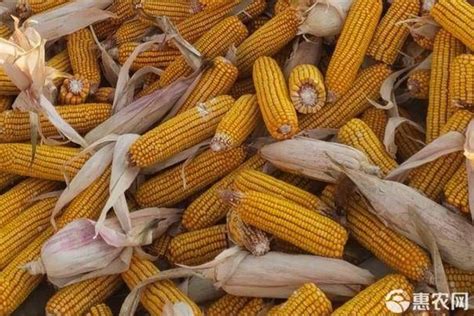 玉米今日价格最新行情 - 惠农网