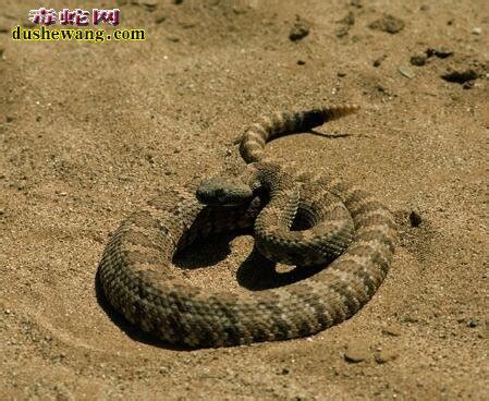 【响尾蛇分布】响尾蛇生活在地球哪些地区？_响尾蛇_毒蛇网