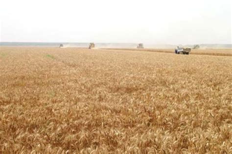 中储粮：今年小麦和早籼稻**低收购价、收购量均下降_农机通讯社