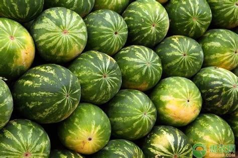 日本为啥把西瓜种成方形？900块一个能有多好吃？是智商税吗？_腾讯视频