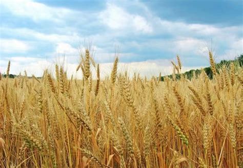 德阳中江38万亩小麦喜获丰收 最高亩产创全县新纪录_四川在线