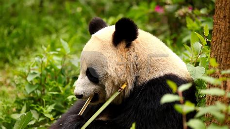 大熊猫吃竹子高清图片下载-正版图片506038282-摄图网