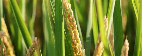 杂交水稻和转基因的区别，杂交水稻和普通水稻有什么区别-农百科