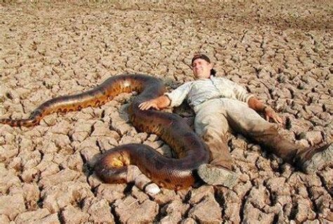 世上最大蛇类亚马逊森蚺，最长的网纹蟒，哪个对人类威胁更大些？|亚马逊|网纹蟒|森蚺_新浪新闻