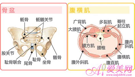 坐骨棘位置示意图图片