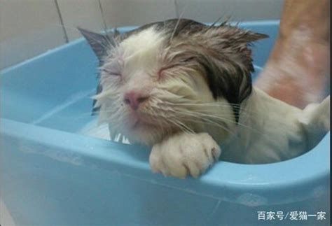 养猫的注意了给猫洗澡讲究多，有5大禁忌绝不能犯！|猫咪|猫|禁忌_新浪新闻