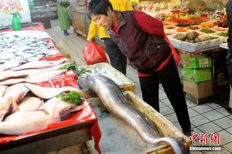 新余鳗鱼“游”向世界 鳗鱼养殖年产量达1500吨凤凰网江西_凤凰网