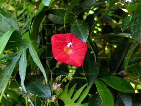 茑萝花图片