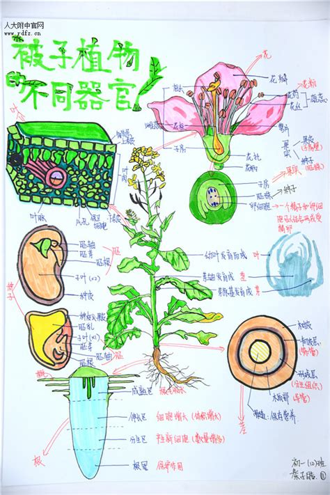 绿豆植株生长观察日记_腾讯视频