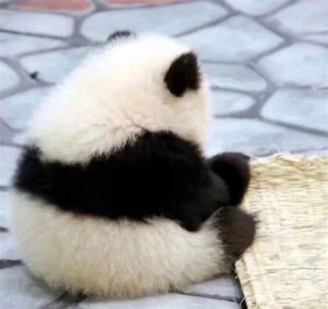 大熊猫和花可爱表情包图片|熊猫花花表情包图片超萌的_配图网