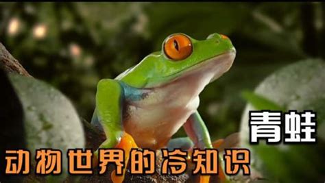 青蛙又什么又大又什么,介绍青蛙的,大青蛙_大山谷图库
