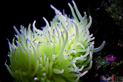 壮丽的海葵高清图片下载-正版图片506567941-摄图网