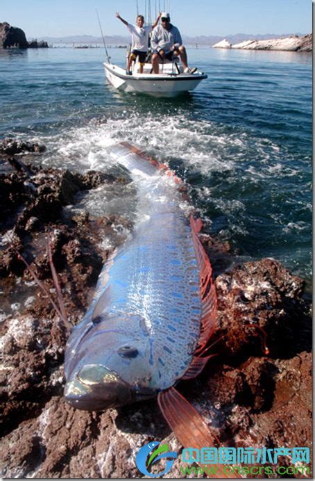 世界上最长的鱼图片,上最大的鱼图片,上最的鱼图片_大山谷图库