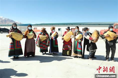 西藏阿里：牧区合作社迎“丰收” 民众喜领分红 - 看点 - 华声在线