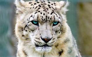 雪豹-甘肃野生动物-图片