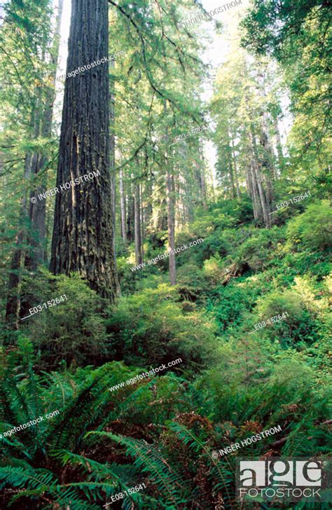 Redwood (Sequoia sempervirens). Prairie Creek Redwoods State Park ...