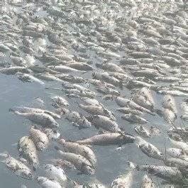 夏季高温导致几万件斤鱼死亡，缺氧是罪魁祸首-宜泽智能科技