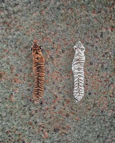 老虎为什么叫大虫？古代的虫，并不仅指昆虫，而是指所有动物